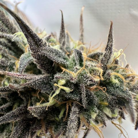 Blue Zushi growlog timeline photo