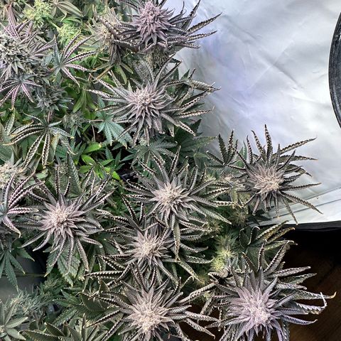 Orange Bud 2.0 growlog timeline photo