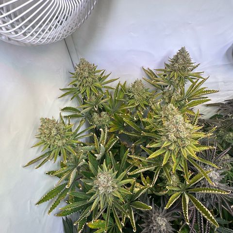 RS11 growlog timeline photo