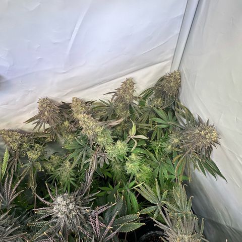 Blue Zushi growlog timeline photo