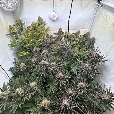 Animal Cookies growlog timeline photo