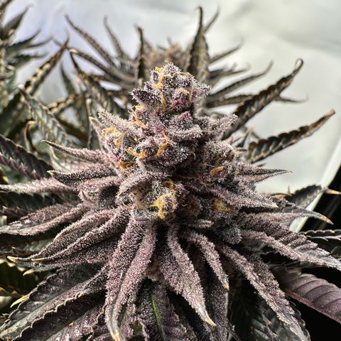 Orange Bud 2.0 growlog timeline photo