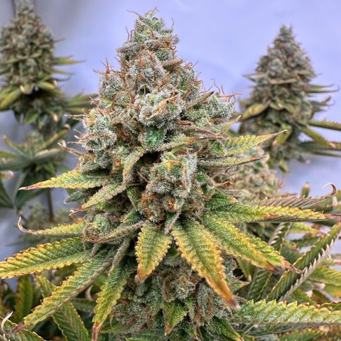 RS11 growlog timeline photo