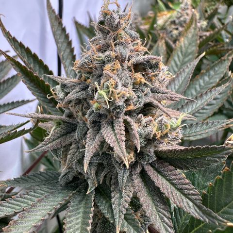 Animal Cookies growlog timeline photo