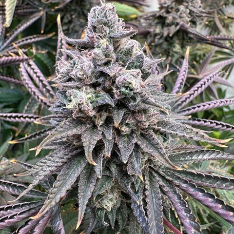 Blue Zushi growlog timeline photo