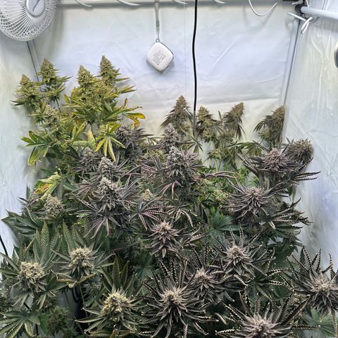 Animal Cookies growlog timeline photo