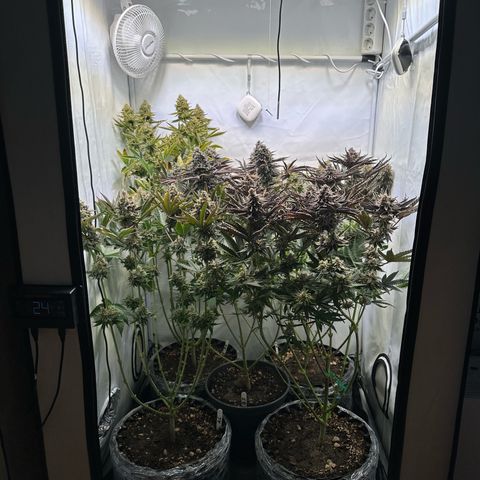 Animal Cookies growlog timeline photo