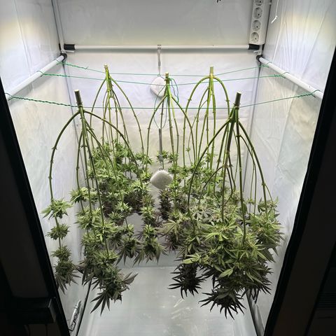 Animal Cookies growlog timeline photo