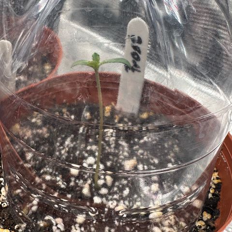 Frostade growlog timeline photo