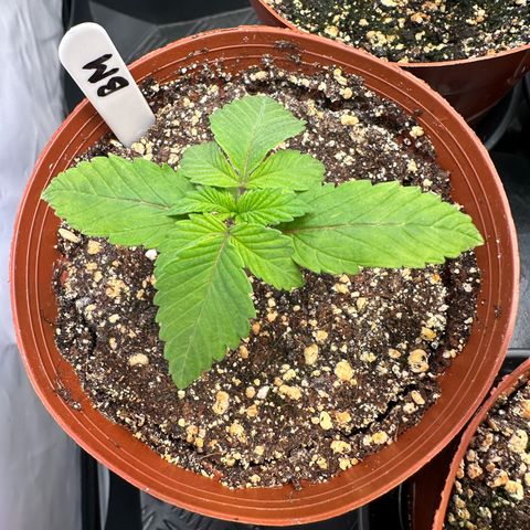 Blackberry Moonrocks growlog timeline photo