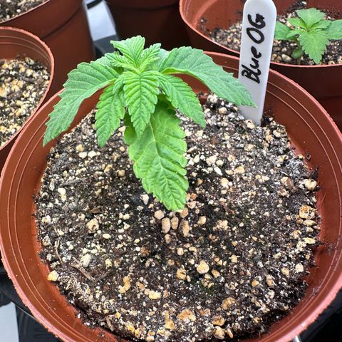 Blueberry OG growlog timeline photo