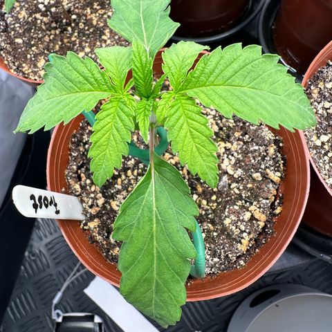 Frostade growlog timeline photo