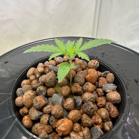 Bubble Gum growlog timeline photo