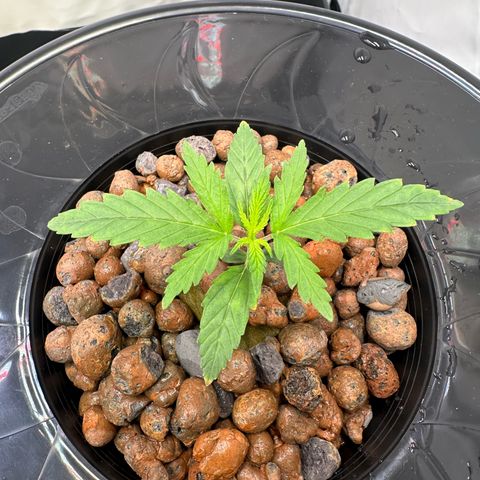 Bubble Gum growlog timeline photo