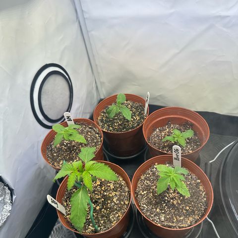 Frostade growlog timeline photo