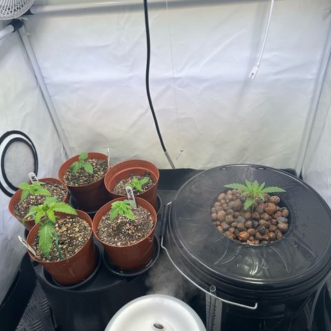 Frostade growlog timeline photo