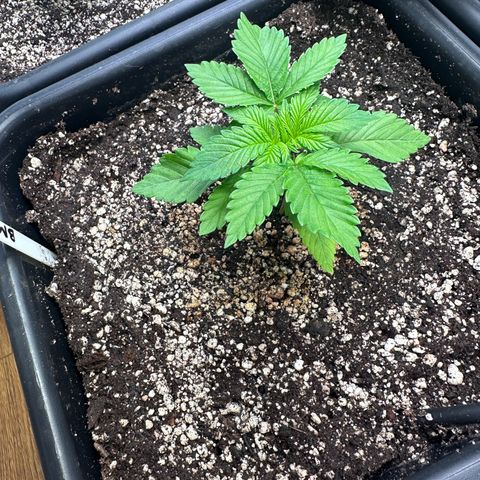 Blackberry Moonrocks growlog timeline photo