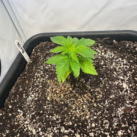 Blueberry OG growlog timeline photo