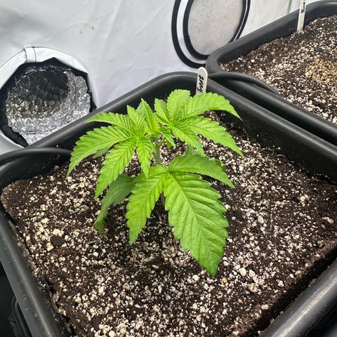 Frostade growlog timeline photo