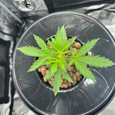 Bubble Gum growlog timeline photo