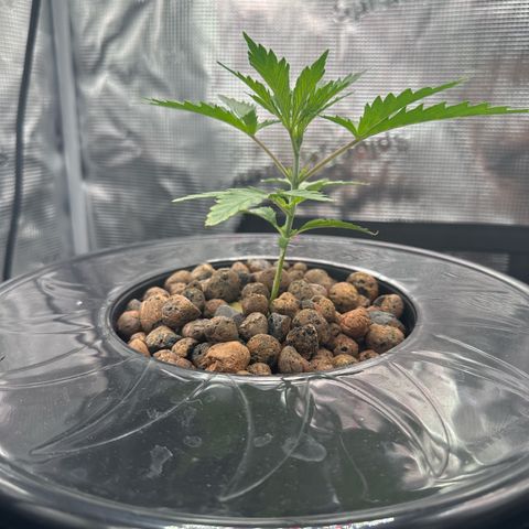 Bubble Gum growlog timeline photo