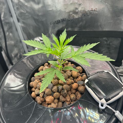Bubble Gum growlog timeline photo