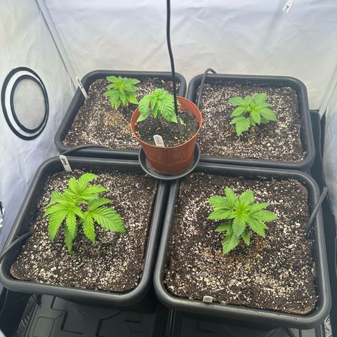 Frostade growlog timeline photo