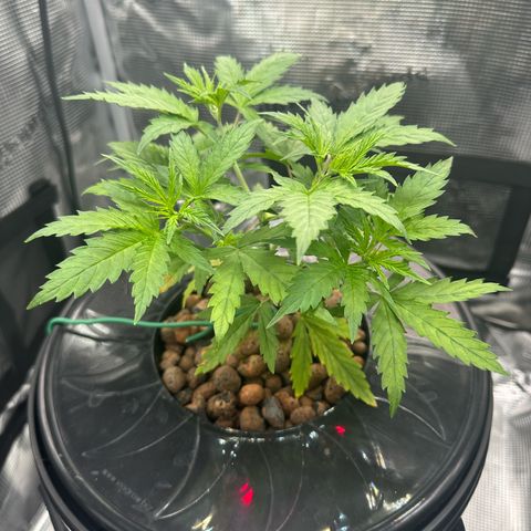 Bubble Gum growlog timeline photo