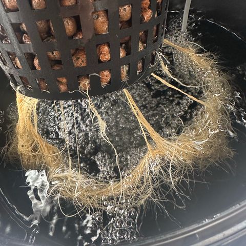 Bubble Gum growlog timeline photo