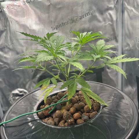 Bubble Gum growlog timeline photo