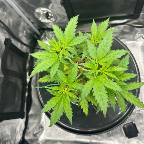 Bubble Gum growlog timeline photo