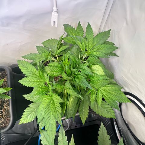 Blackberry Moonrocks growlog timeline photo