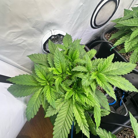 Blackberry Moonrocks growlog timeline photo