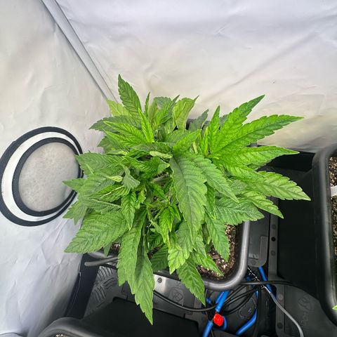Blueberry OG growlog timeline photo