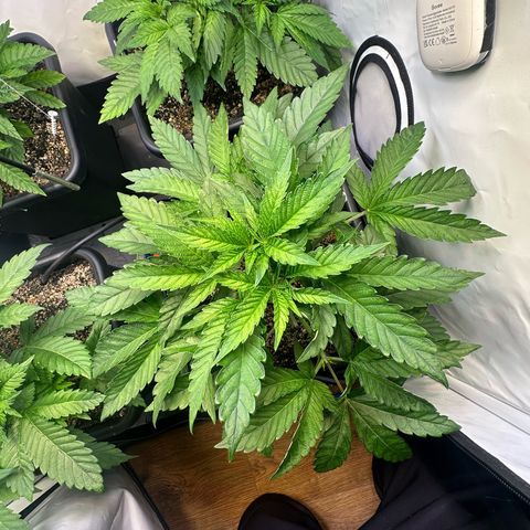 Frostade growlog timeline photo