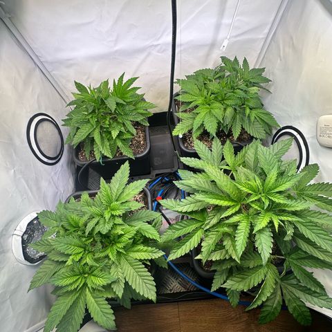 Frostade growlog timeline photo