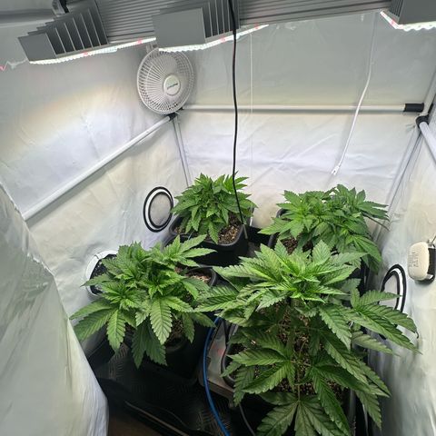 Frostade growlog timeline photo