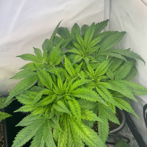 Blackberry Moonrocks growlog timeline photo