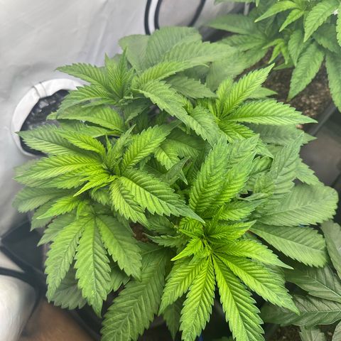 Blackberry Moonrocks growlog timeline photo