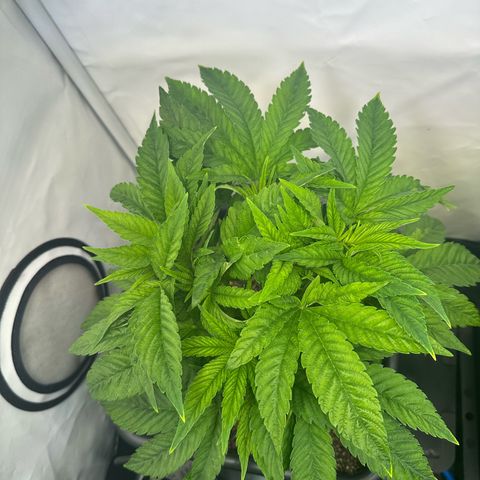 Blueberry OG growlog timeline photo