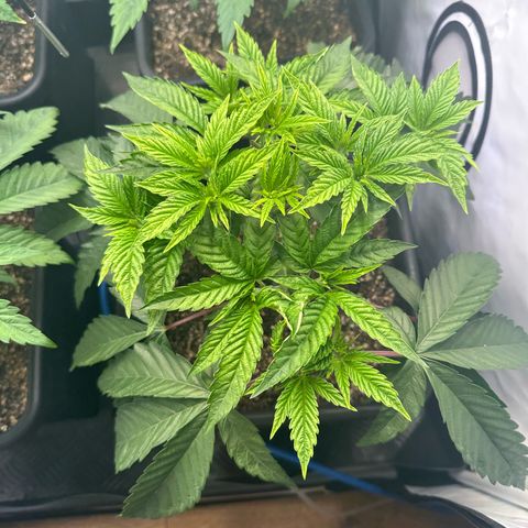 Frostade growlog timeline photo