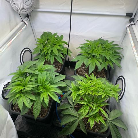 Frostade growlog timeline photo