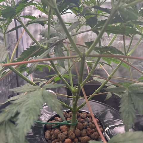 Bubble Gum growlog timeline photo