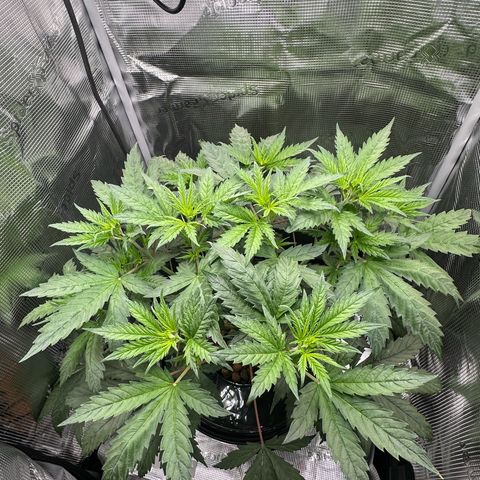 Bubble Gum growlog timeline photo