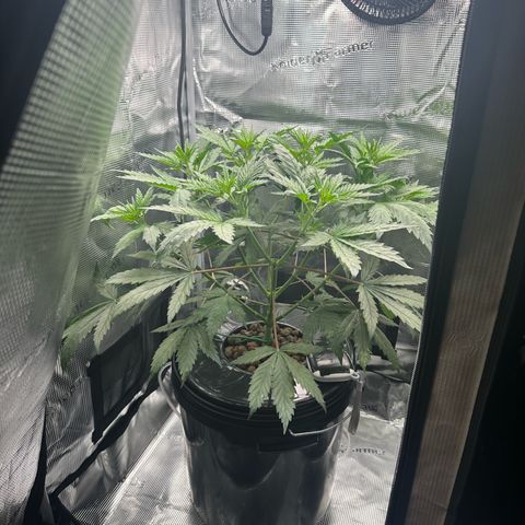 Bubble Gum growlog timeline photo