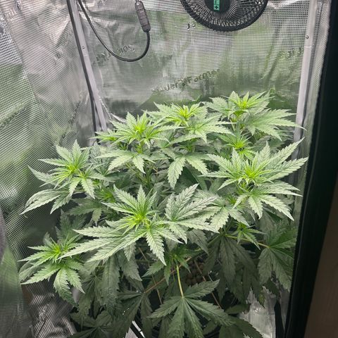 Bubble Gum growlog timeline photo