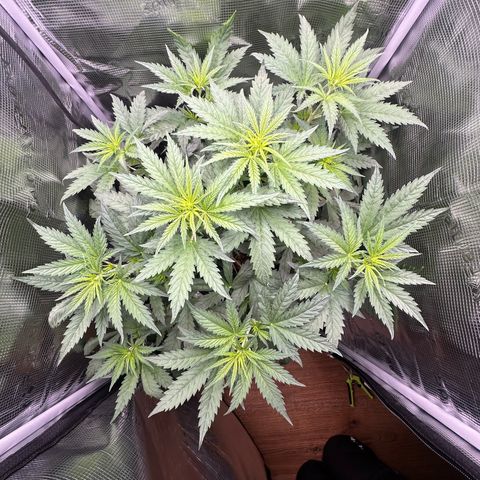 Bubble Gum growlog timeline photo