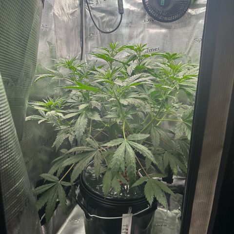 Bubble Gum growlog timeline photo
