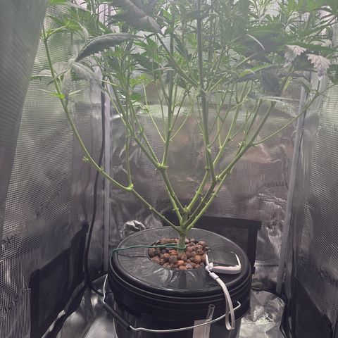 Bubble Gum growlog timeline photo