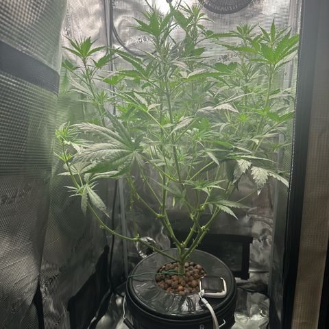 Bubble Gum growlog timeline photo
